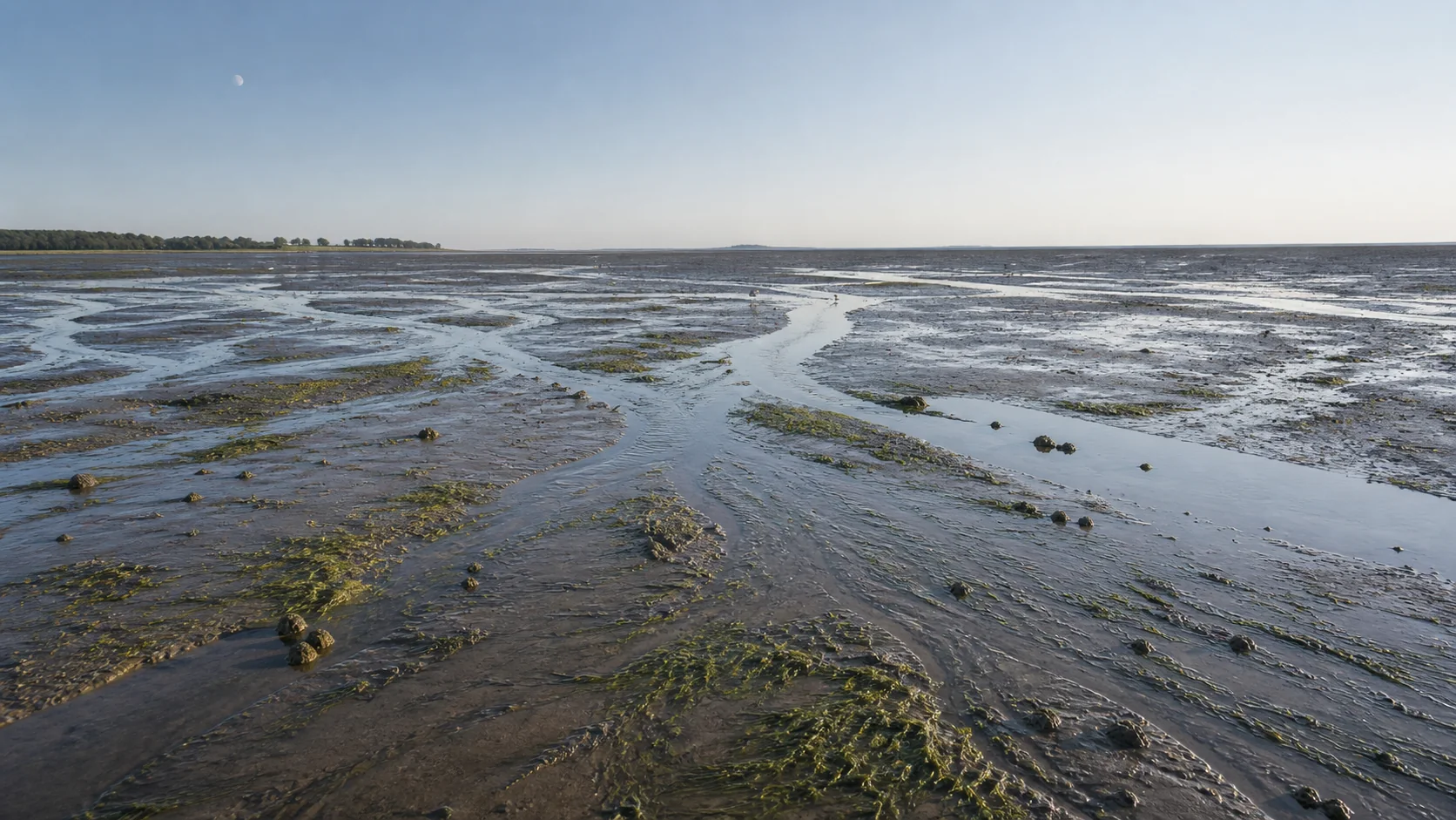 Chenal sinueux traversant un vaste estran découvert à marée basse